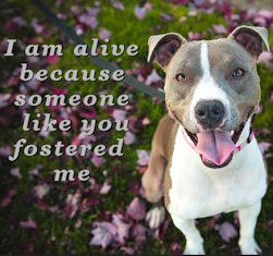 I am alive because someone like you fostered me.